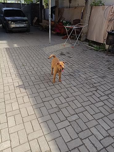 китайский шарпей цена: Шарпей, 5 месяцев, Самка — 3