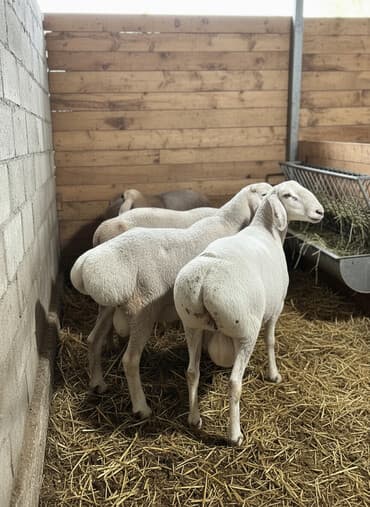 лоток для животных: Продаю | Баран (самец) | Арашан | На забой, Для разведения | Племенные, Осеменитель — 2