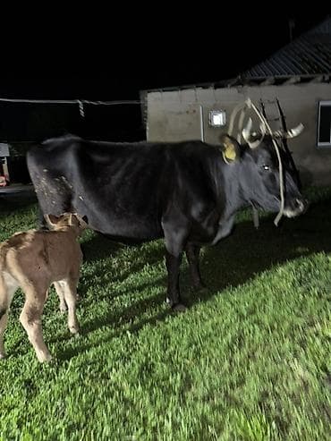 кормы для рыбы: Продаю | Корова (самка) | Для молока | Привязанные — 6