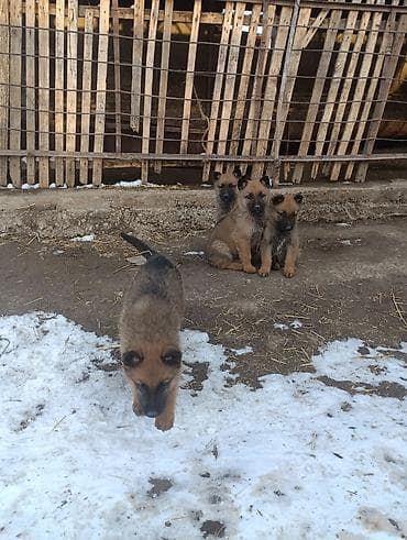 сколько стоит тайская кошка: Овчарка, 2 месяца, Самец — 2