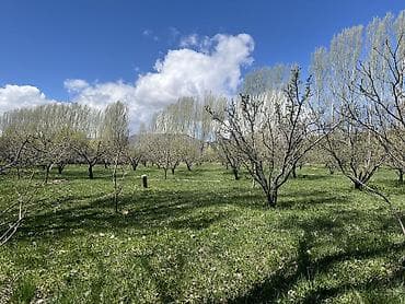 продаю недвижимость: Продаётся дом 4х комн с большим яблоневым садом 1гектар. Сад окружён — 10