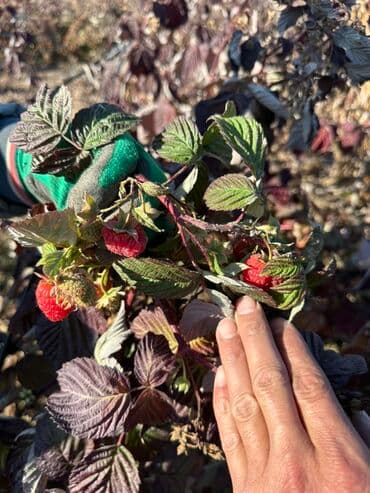 malina.kg продажа малины оптом в бишкеке новопокровка фото: Саженцы малины (ремонтантная, крупноплодная) сорт МАРАВИЛЛА — 2