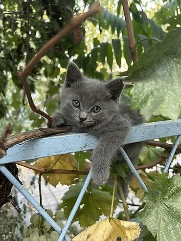 черные котята: Отдам в хорошие руки котят 3 черных котят -девочки, серый мальчик - — 9