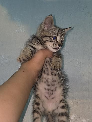 сеамская кошка: Сиамская, 1 месяц, Девочка, Приучена к лотку — 5