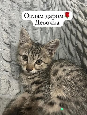 scottish fold: Кошка даром: Беспородная, Девочка, Приучена к лотку — 1