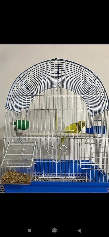 клетка для попугаев: Волнистый попугай с клеткой и аксессуарами. - Окрас птицы: жёлтый с — 2