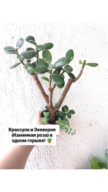Каланхоэ: Продаю свои Комнатные суккуленты и декоративные растения.🪴🌿 Продаю — 5