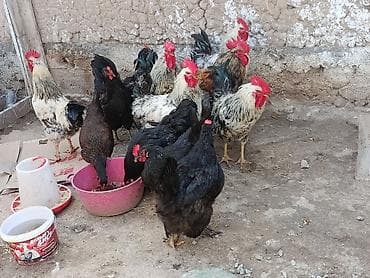 утки бройлер: Продаю | Куры — 3