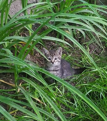 Отдам даром кошку: Котёнок тигрового окраса - Полосатый короткошёрстный котёнок с — 1