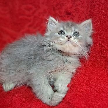 Продажа кошек: Скотиш Страйт (Шотландская прямоухая), 2 месяца, Мальчик, Приучена к лотку, Проглистована — 6