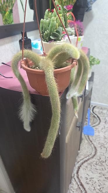 жу: Кактусы в декоративных горшках. Варианты: - Композиции из нескольких — 6