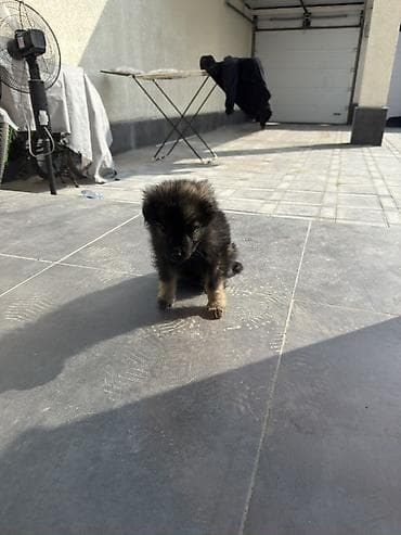 Отдадим даром. Щенок, пушистый и миниатюрный. Окрас: чёрный с