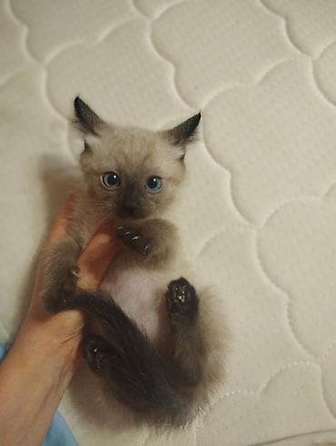 вин кот: Отдаем котят в добрые руки — 3