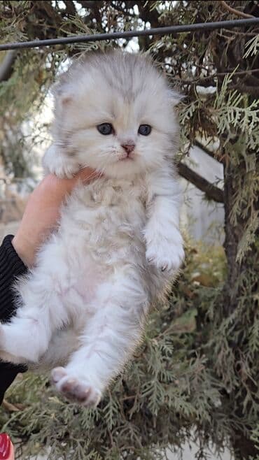 вислоухая кошка сколько стоит: Предлагаем для бронирования чистопородных малышей. Окрас: золотая и — 7