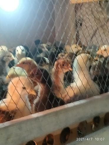 куры марьям бишкек: Продаю | Цыплята | Полубрама | Для разведения — 7