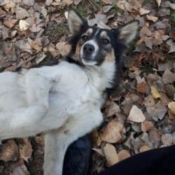 акустические системы terra колонка в виде собак: Собака даром: 7 месяцев, Самка — 3