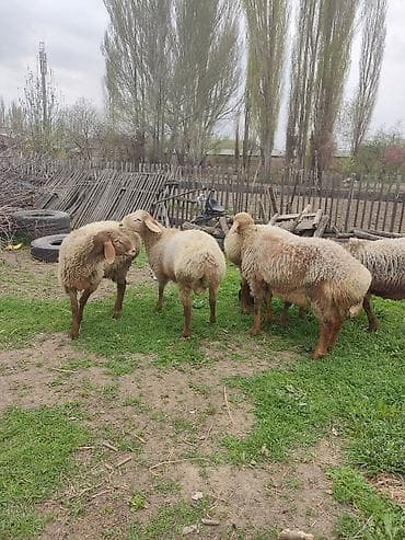 pro plan: Продаю | Ягненок | Для разведения — 3