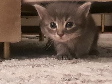 коша: Отдам котят в добрые руки. Возраст 1 месяц, к лотку приучены. Окрас — 7