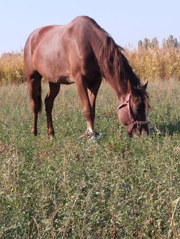 купить собаку для охоты: Продаю | Кобыла (самка) | Рабочий — 1
