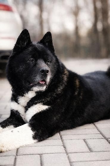 самые дешевые собаки: 3 года, Самец — 1