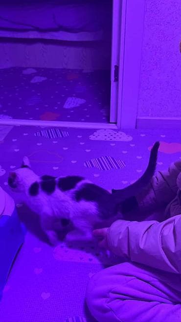 белая вислоухая кошка: 5 месяцев, Девочка, Белый, Приучена к лотку, Проглистована, С прививками — 2