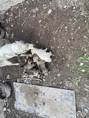 шенки питбуль: Кучукторду бекер берем — 4