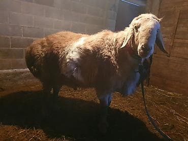 зерно кукурузы: Продаю | Баран (самец) | Для разведения | Племенные — 6