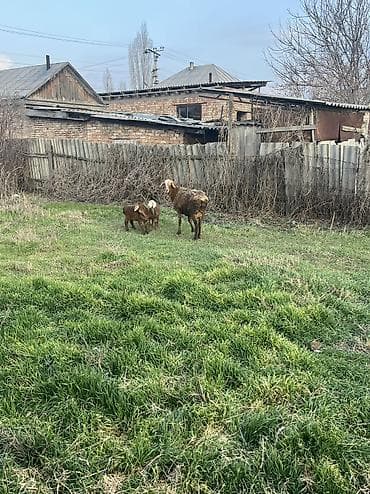 4 5мм: Сатам | Ургаачы кой (ургаачы) | Көбөйтүү үчүн | Ургаачы — 3