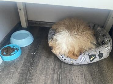 пидбуль кубинский: Мальтипу, 6 месяцев, Самец, С прививкой — 11