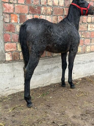 купить кошку бишкек: Продаю | Жеребенок | Конный спорт — 6