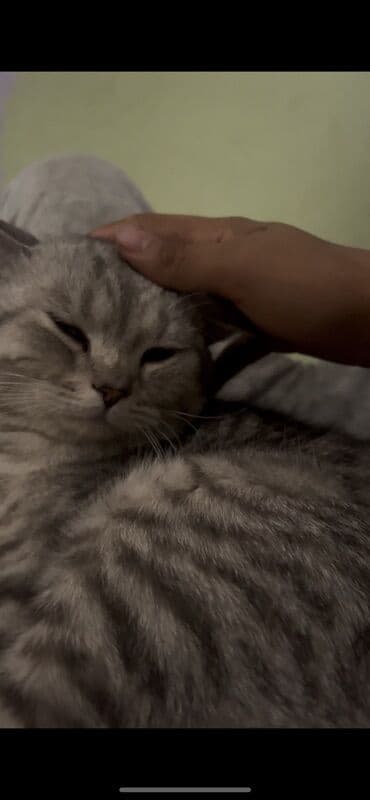 британский вислоухий кот: Кот британской породы с серой полосатой шерстью. У кота плотная — 4