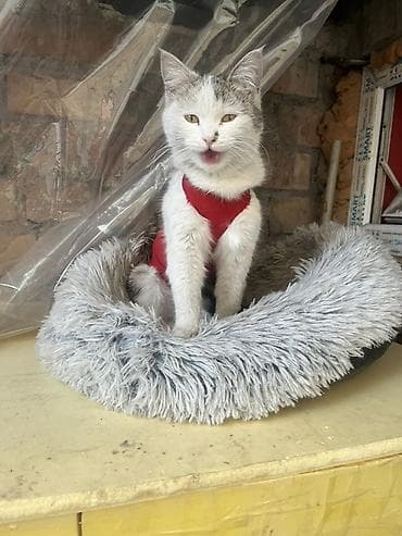 🩷 Отдам в добрые и заботливые руки 🩷 Малышка, 7 месяцев