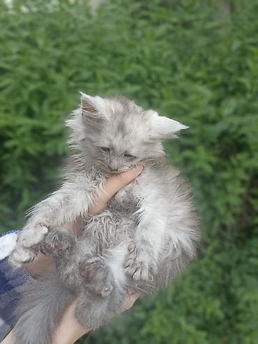 мейн кун кошки: Катята мейкуны - Окрас: мраморно-коричневый, дымчато-серый и — 3