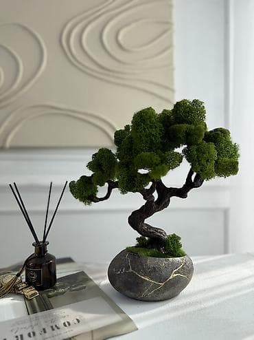 В переводе с японского Бонсай означает «дерево, выращенное в блюде» at lalafo.kg В переводе с японского Бонсай означает «дерево, выращенное в блюде»