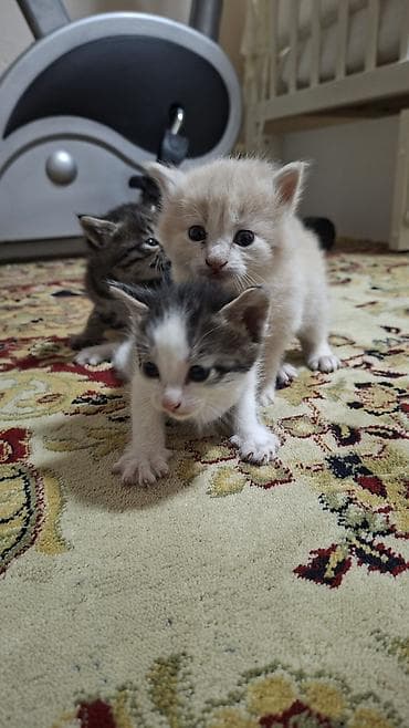 котята: Котята, помёт из трёх малышей: - кремовый короткошёрстный с голубыми — 2