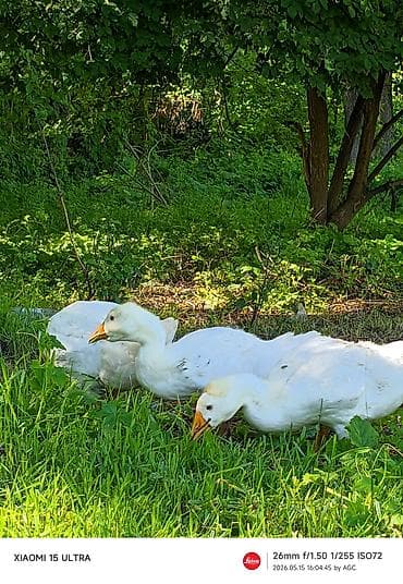 Продам гусят породы Линда(белые гусята) Описание: - Порода: Линда -