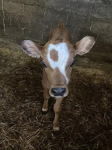 каровы швиц: Продаю | Тёлка | На откорм | Племенные — 4