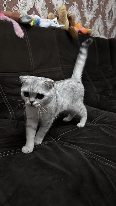 Другие животные: Продаю котенка 9 месяцев — 2