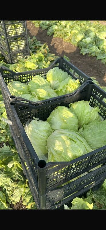 старый буфет: Пластиковый Ящик — 11