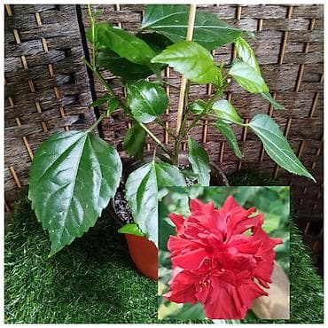 кукуруза для попкорну: Китайская роза (Гибискус) — 10