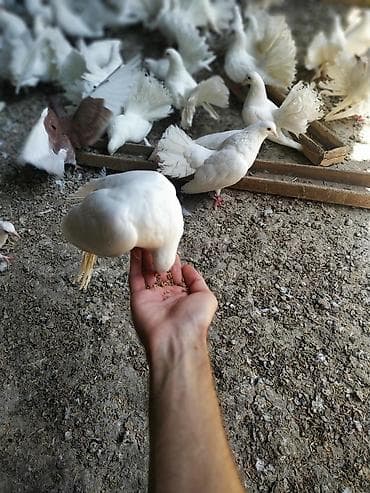 яйца павлина: Продаю голубей породы "павлин" оптом от 500 сом. Декоративные голуби — 7