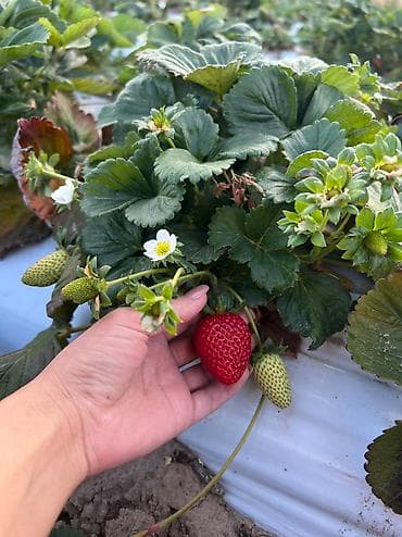 арбуз дыня: Рассада 🍓Сорт Альбион,Альба В розницу и оптом ❗️ ВЫГОДНАЯ СКИДКА — 3