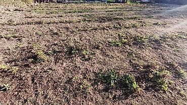 цена картофель: Малина Полана Штук по:30-35 — 5