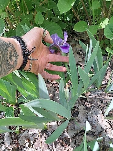 Многолетние садовые растения (делёнки/корневища) для тенистых и — 2