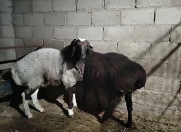 продаю дойную козу: Продаю | Овца (самка) | Для разведения | Племенные — 2
