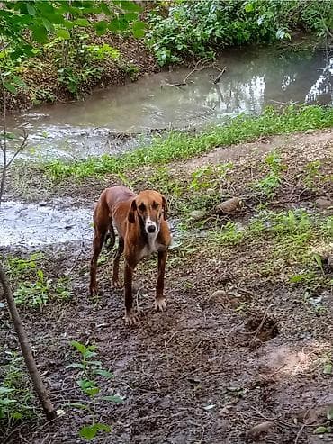 корм животным: Грейхаунд менен тайгандан түшкөн эркек күчүк 2жаш болоюн деп калды өтө — 1