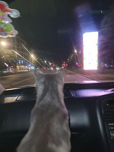 домашний животные: Кошка даром: Беспородная, 2 года, Девочка, Приучена к лотку — 10