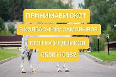 Куплю | Коровы, быки, Лошади, кони, Другие с/х животные | Круглосуточно, Любое состояние, Забитый