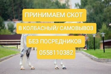 купить измельчитель травы и сена: Куплю | Коровы, быки, Лошади, кони, Другие с/х животные | Круглосуточно, Любое состояние, Забитый — 1