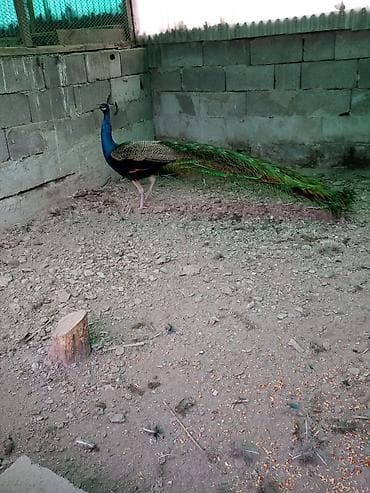 4 5мм: Продаю павлинов — 4